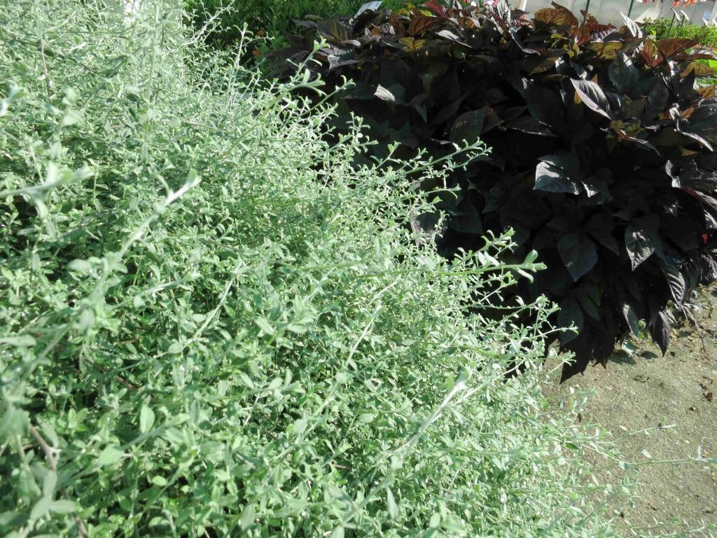 Helichrysum Silverstar - View 15 from www redcrocus com