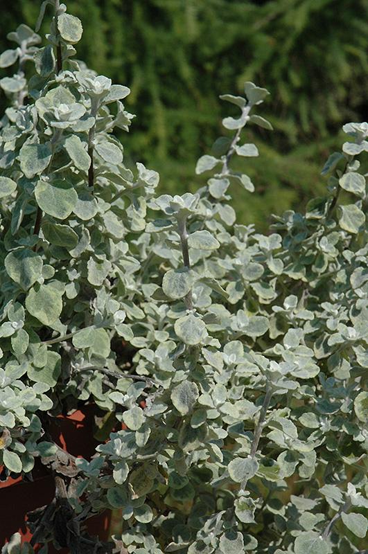 Helichrysum Silverstar - View 16 from www redcrocus com
