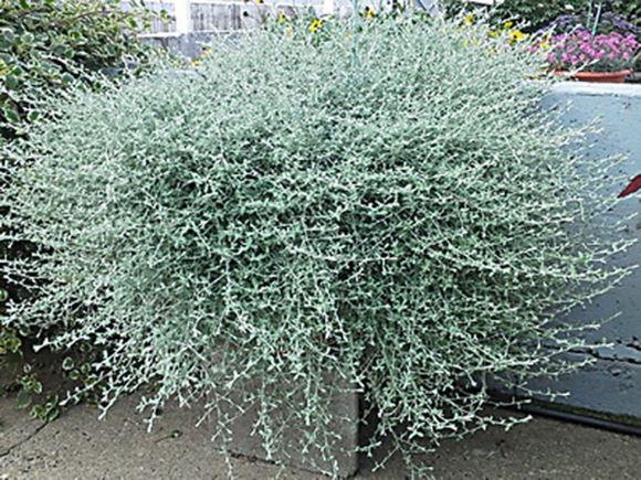 Helichrysum Silverstar - View 17 from www redcrocus com