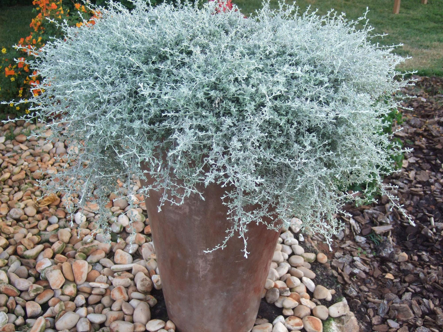 Helichrysum Silverstar - View 1 from www redcrocus com