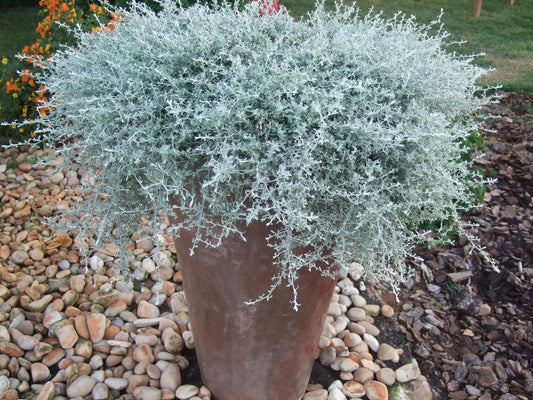 Helichrysum Silverstar - View 1 from www redcrocus com