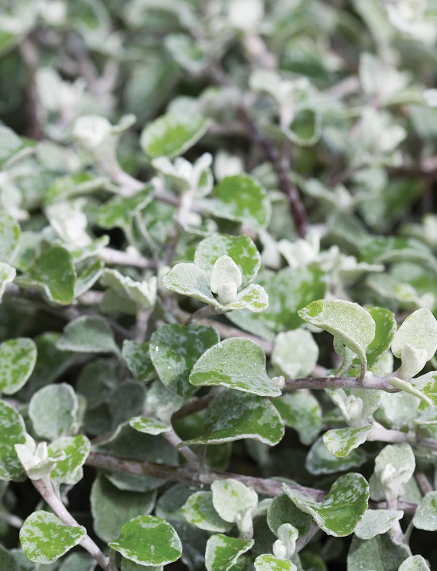 Helichrysum Silverstar - View 2 from www redcrocus com