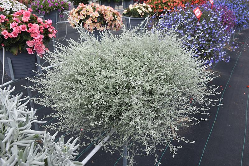 Helichrysum Silverstar - View 3 from www redcrocus com