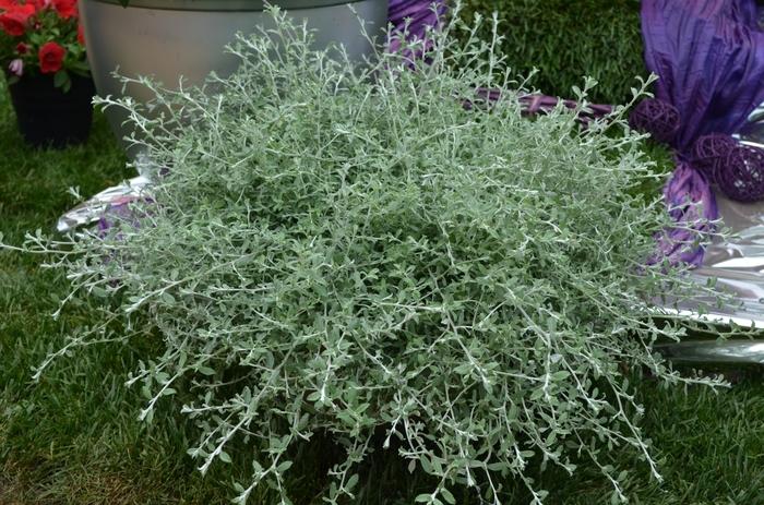 Helichrysum Silverstar - View 4 from www redcrocus com