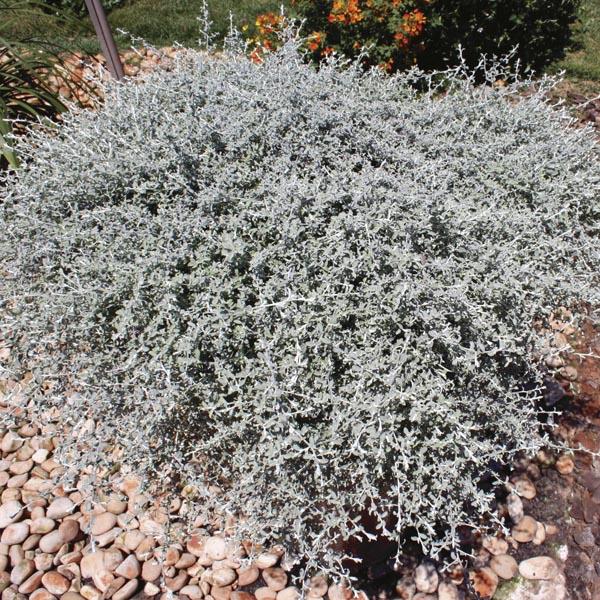 Helichrysum Silverstar - View 5 from www redcrocus com
