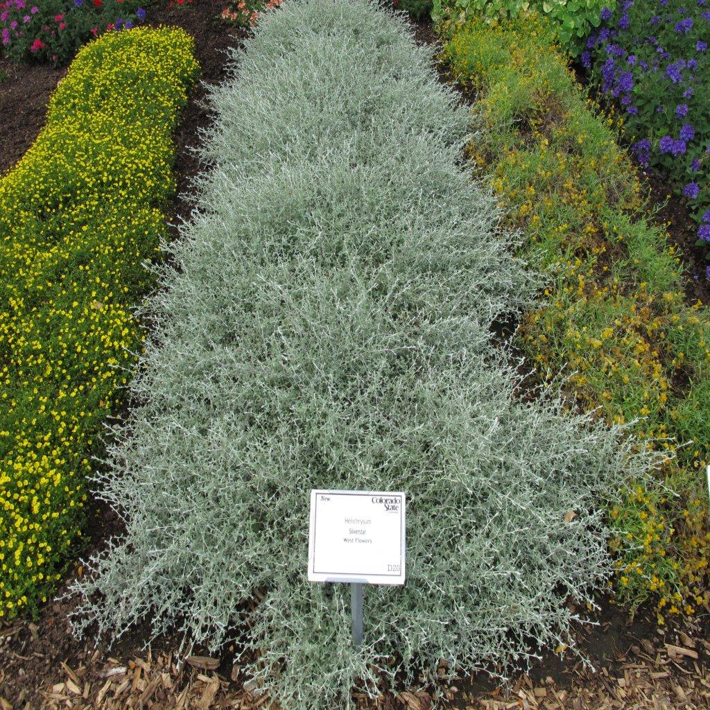 Helichrysum Silverstar - View 8 from www redcrocus com