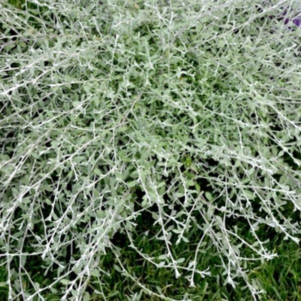 Helichrysum Silverstar - View 9 from www redcrocus com