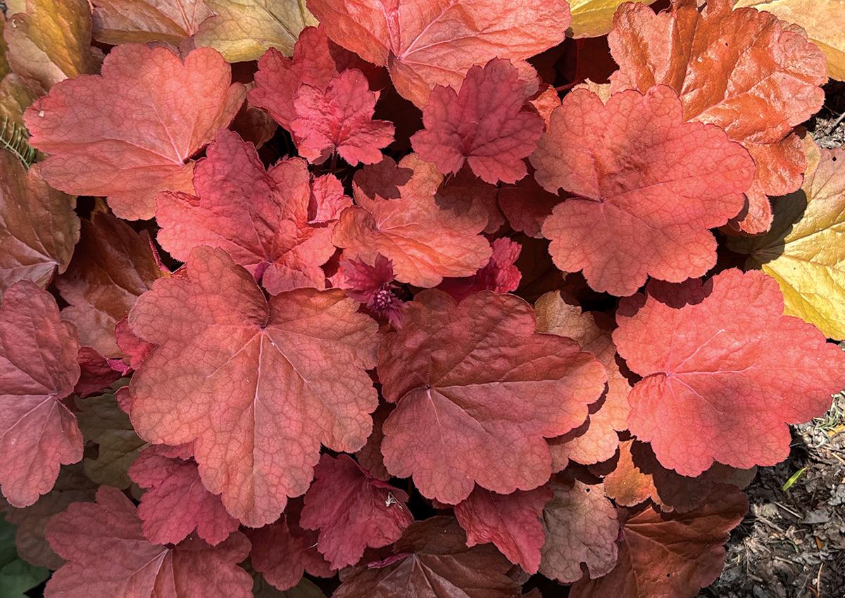 Heuchera X 'carnival Cinnamon Stick' - View 12 from www redcrocus com
