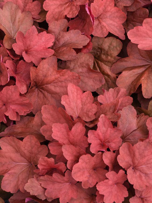 Heuchera X 'carnival Cinnamon Stick' - View 1 from www redcrocus com