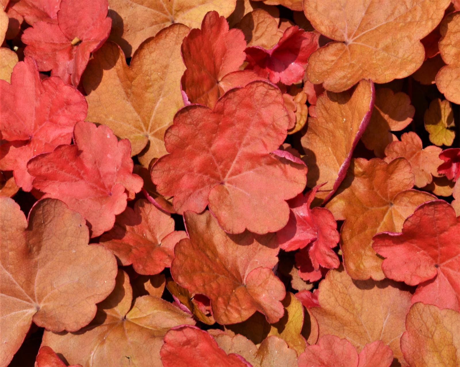 Heuchera X 'carnival Cinnamon Stick' - View 4 from www redcrocus com