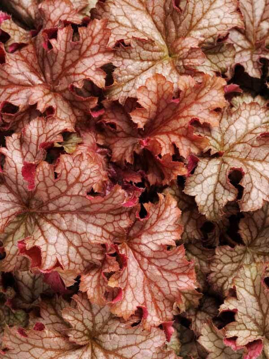 Heuchera X Villosa 'carnival Peach Parfait' - View 1 from www redcrocus com