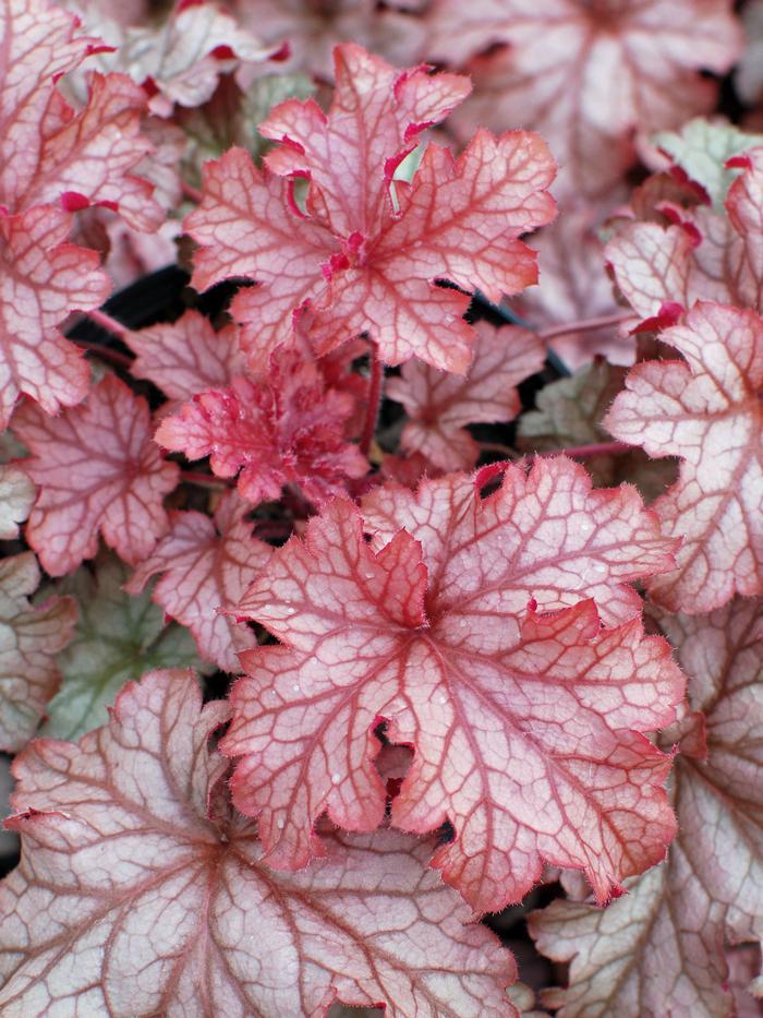 Heuchera X Villosa 'carnival Peach Parfait' - View 2 from www redcrocus com