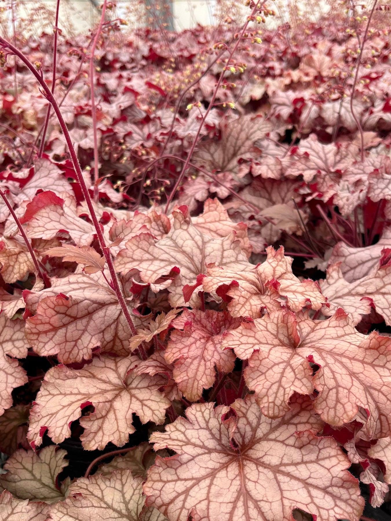 Heuchera X Villosa 'carnival Peach Parfait' - View 6 from www redcrocus com