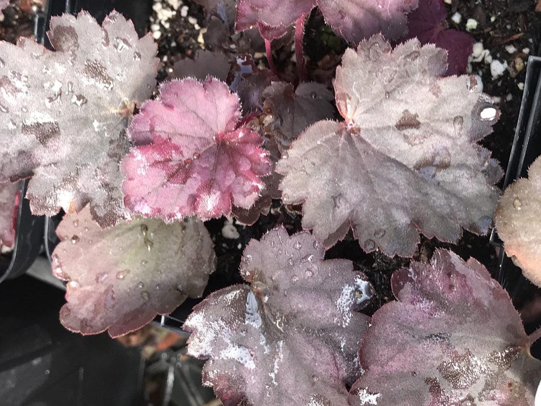 Heuchera X Villosa 'carnival Rose Granita' - View 6 from www redcrocus com