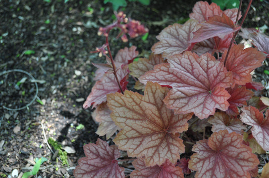 Heuchera X Villosa 'carnival Watermelon' - View 12 from www redcrocus com