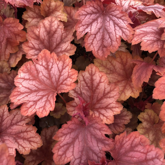 Heuchera X Villosa 'carnival Watermelon' - View 13 from www redcrocus com