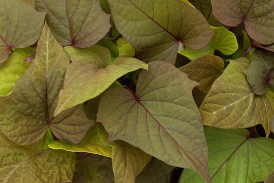 Ipomoea Sweet Georgia Bronze - View 1 from www redcrocus com
