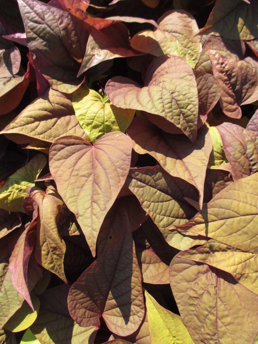 Ipomoea Sweet Georgia Bronze - View 2 from www redcrocus com