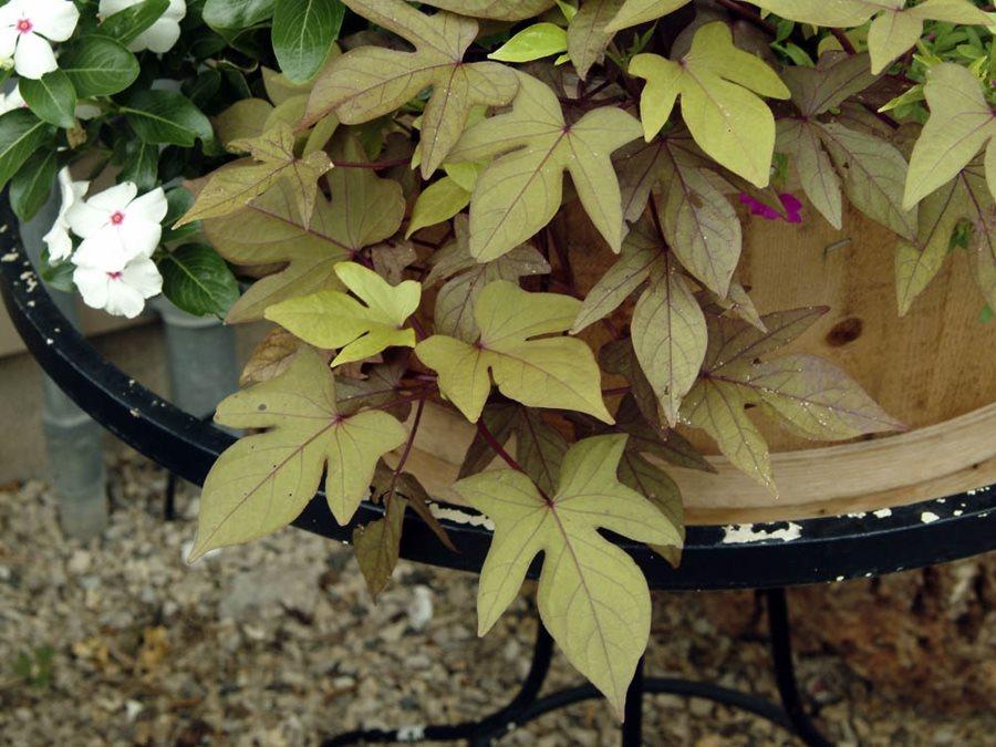 Ipomoea Sweet Georgia Bronze - View 4 from www redcrocus com