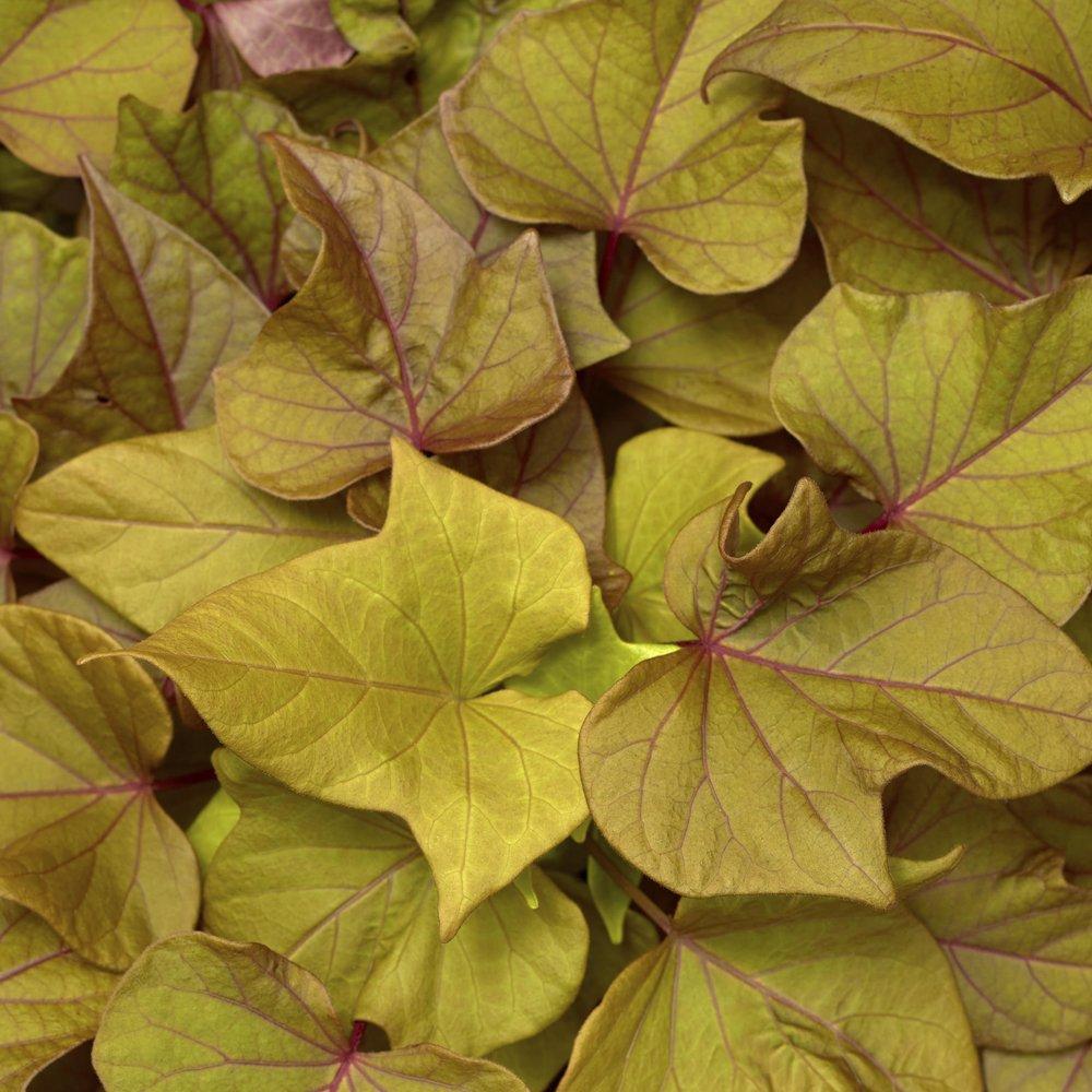 Ipomoea Sweet Georgia Bronze - View 6 from www redcrocus com