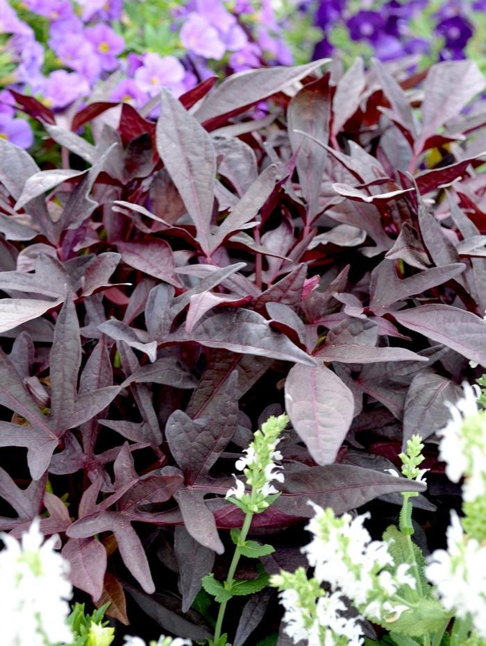 Ipomoea Sweet Georgia Deep Purple - View 10 from www redcrocus com