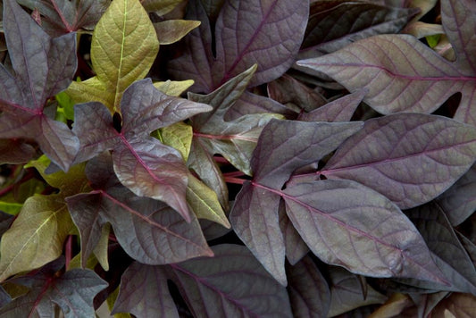 Ipomoea Sweet Georgia Deep Purple - View 1 from www redcrocus com