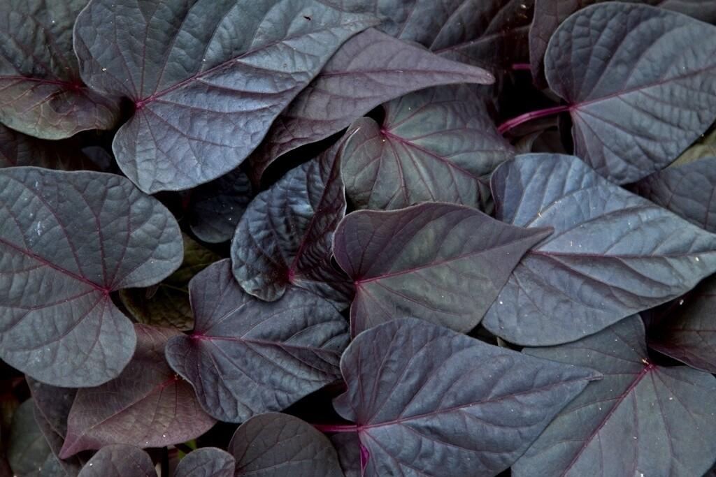 Ipomoea Sweet Georgia Deep Purple - View 5 from www redcrocus com