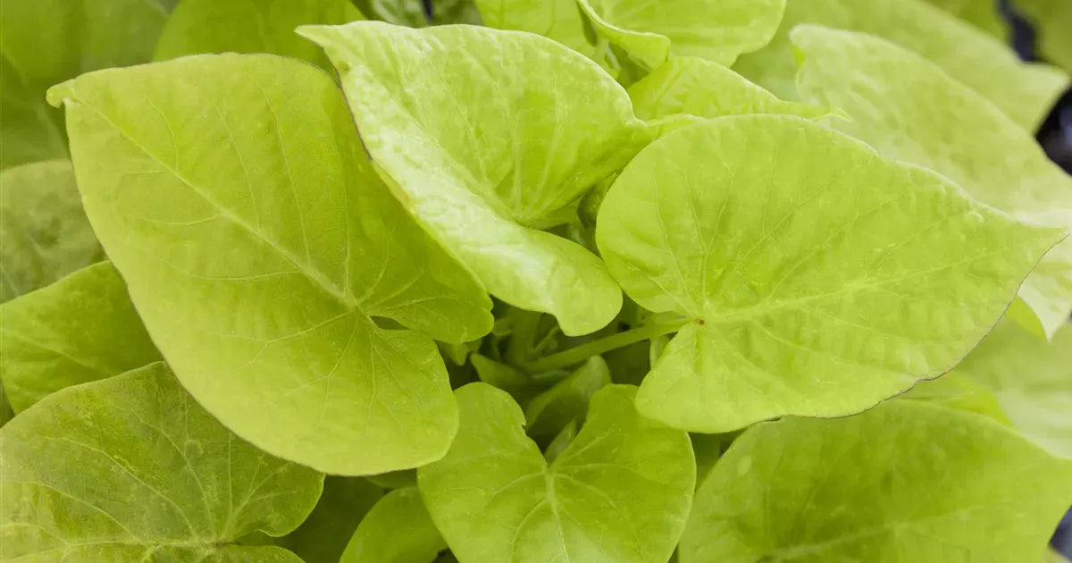 Ipomoea Sweet Georgia Heart Light Green - View 10 from www redcrocus com