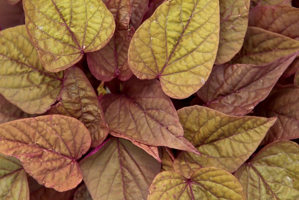Ipomoea Sweet Georgia Heart Light Green - View 11 from www redcrocus com