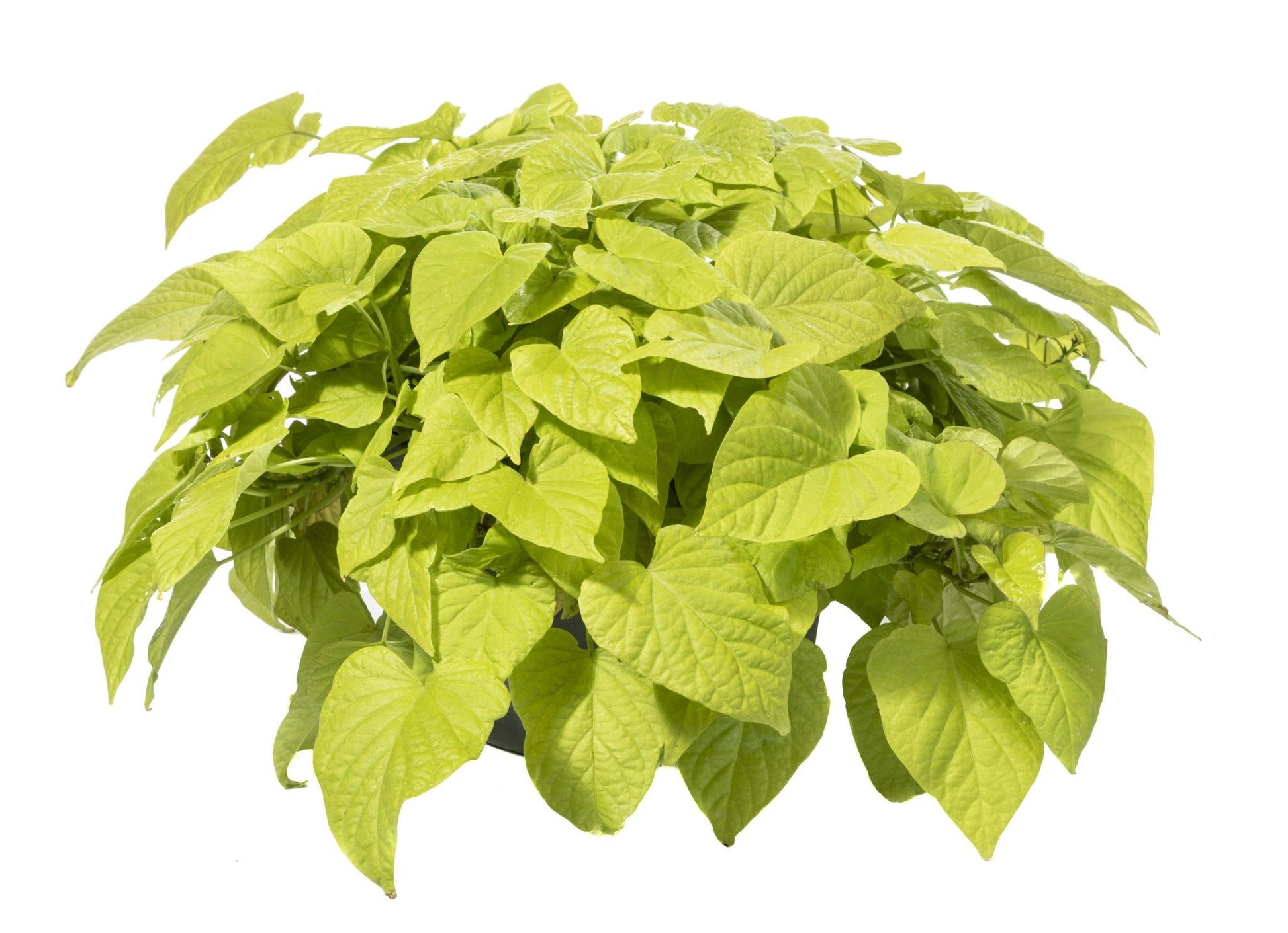 Ipomoea Sweet Georgia Heart Light Green - View 13 from www redcrocus com