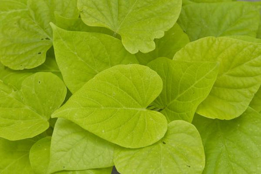 Ipomoea Sweet Georgia Heart Light Green - View 1 from www redcrocus com