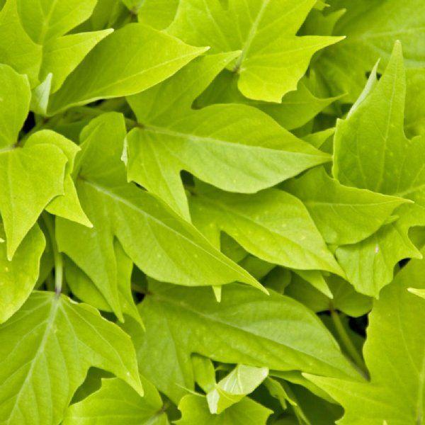 Ipomoea Sweet Georgia Heart Light Green - View 2 from www redcrocus com