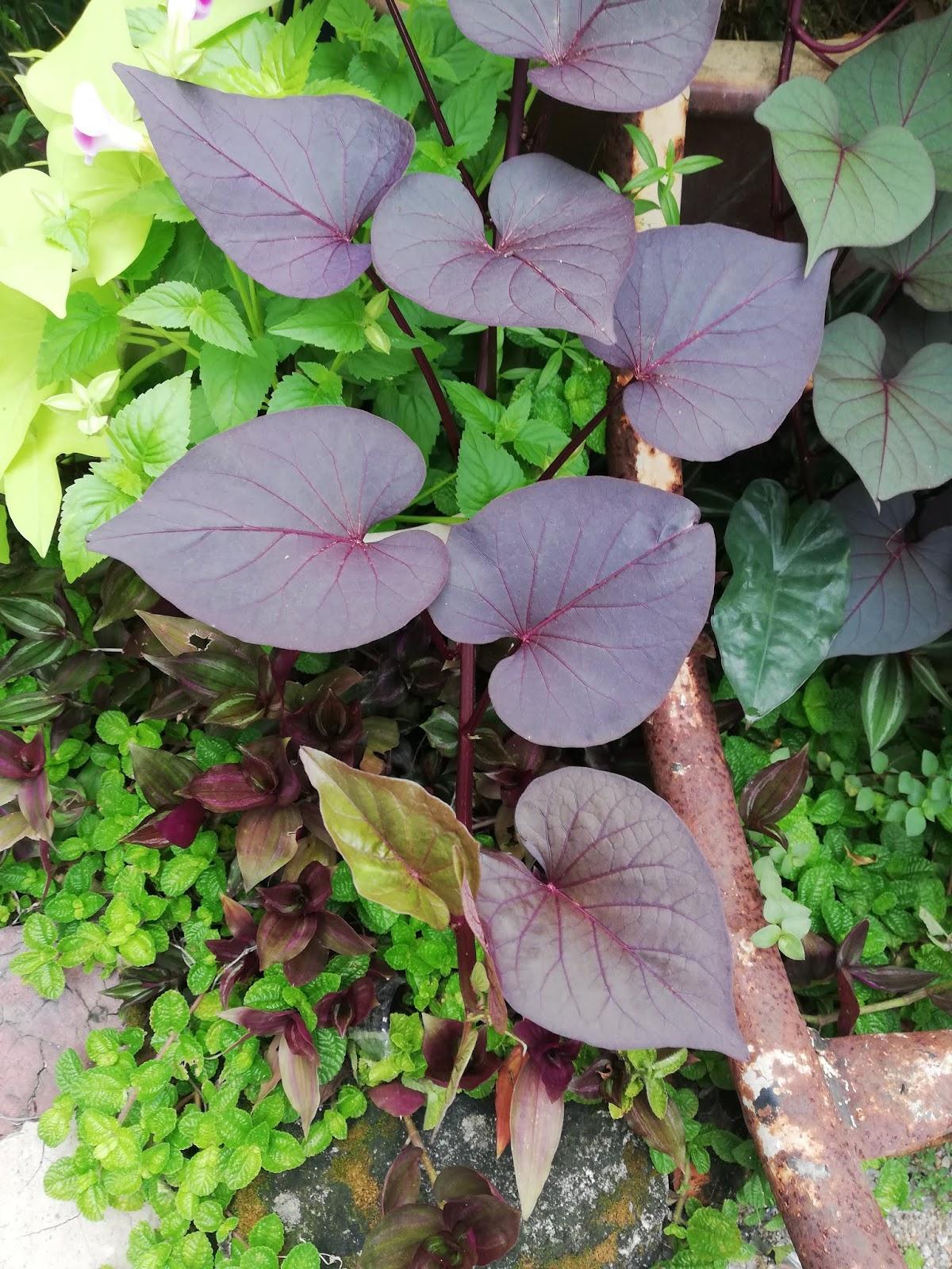 Ipomoea Sweet Georgia Heart Purple - View 10 from www redcrocus com