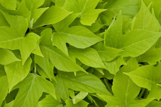 Ipomoea Sweet Georgia Light Green - View 1 from www redcrocus com