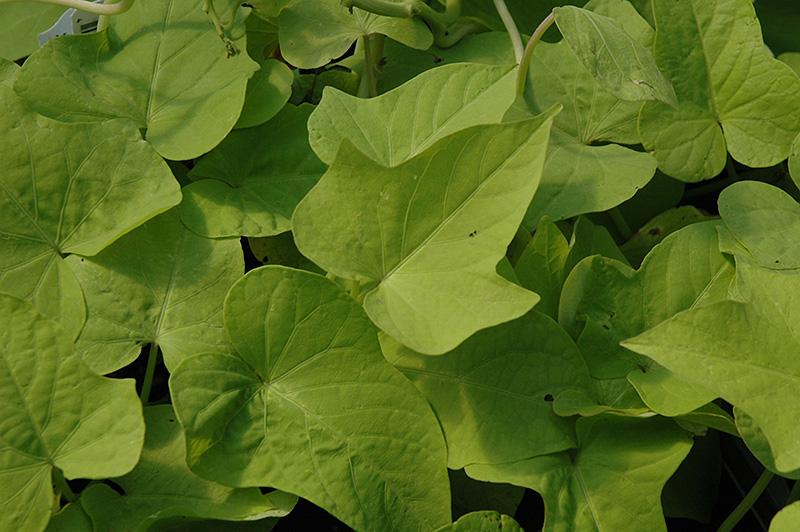 Ipomoea Sweet Georgia Light Green - View 6 from www redcrocus com