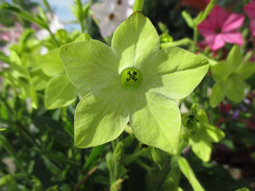 Nicotiana Starmaker Deep Lime - View 10 from www redcrocus com