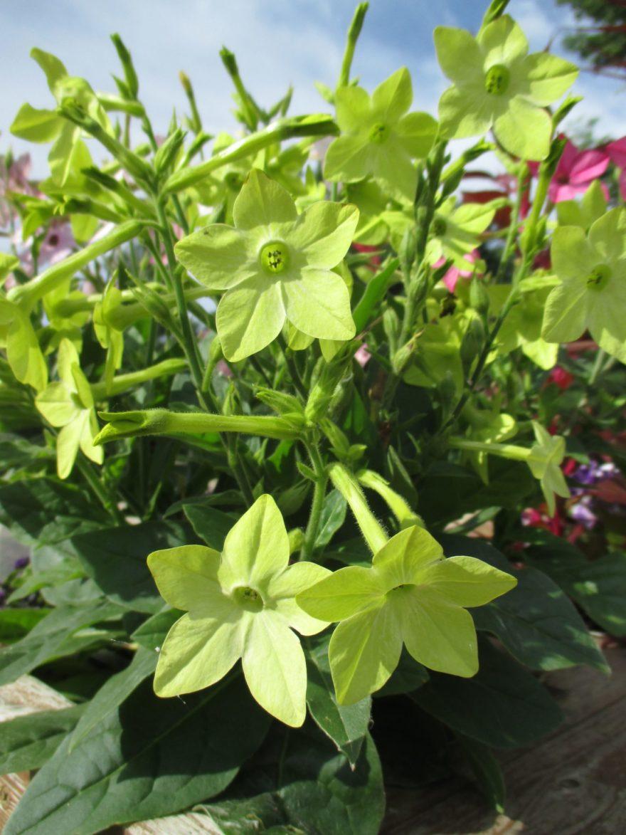 Nicotiana Starmaker Deep Lime - View 11 from www redcrocus com