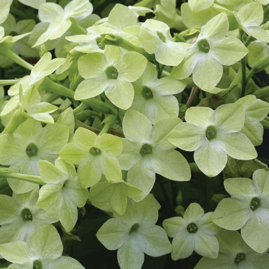 Nicotiana Starmaker Deep Lime - View 1 from www redcrocus com