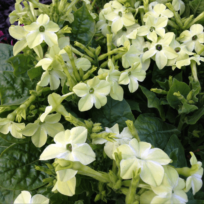 Nicotiana Starmaker Deep Lime - View 2 from www redcrocus com