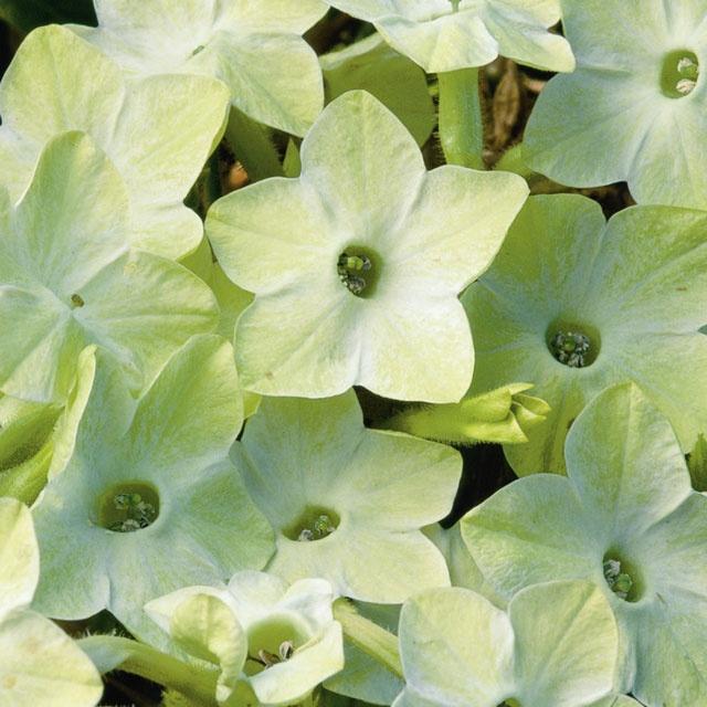 Nicotiana Starmaker Deep Lime - View 3 from www redcrocus com