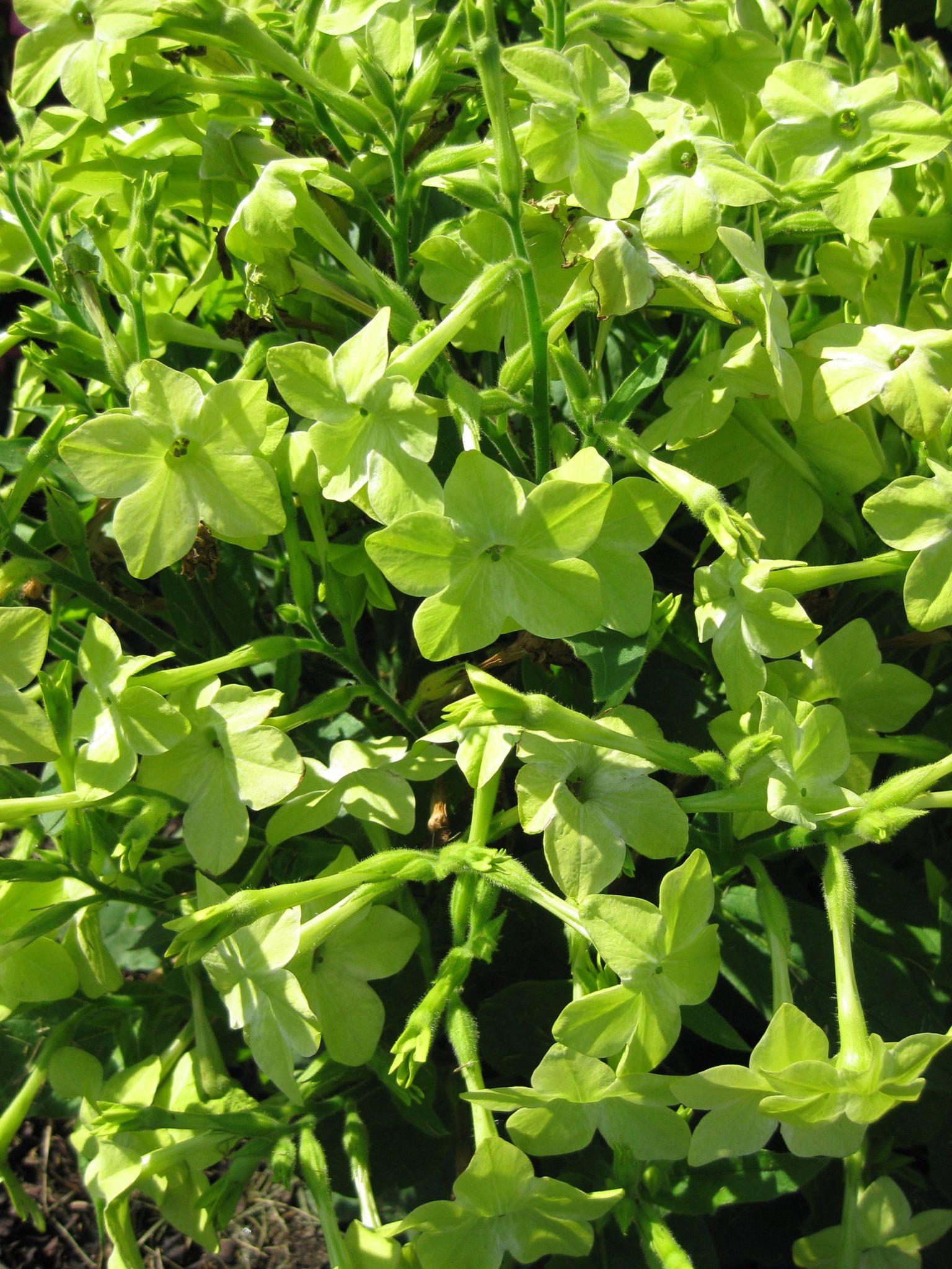 Nicotiana Starmaker Deep Lime - View 4 from www redcrocus com