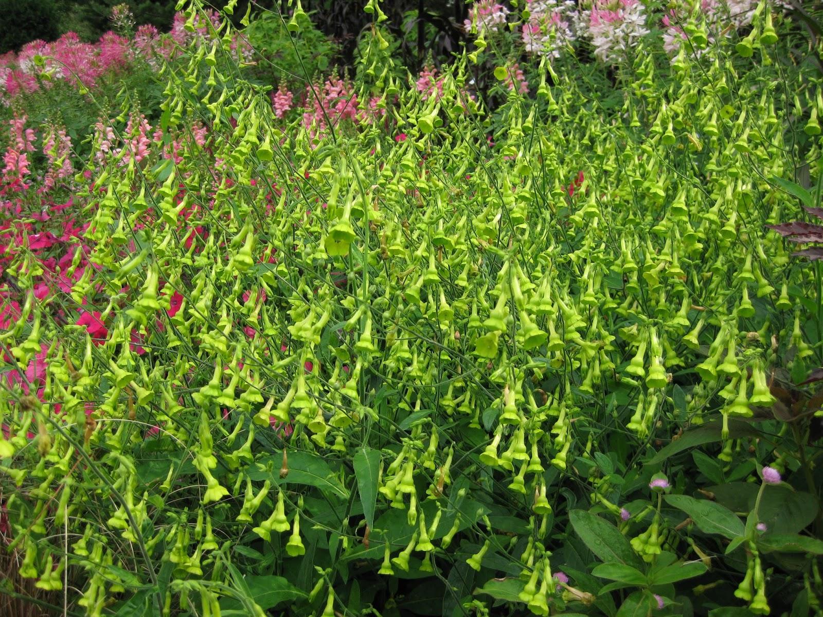 Nicotiana Starmaker Deep Lime - View 6 from www redcrocus com