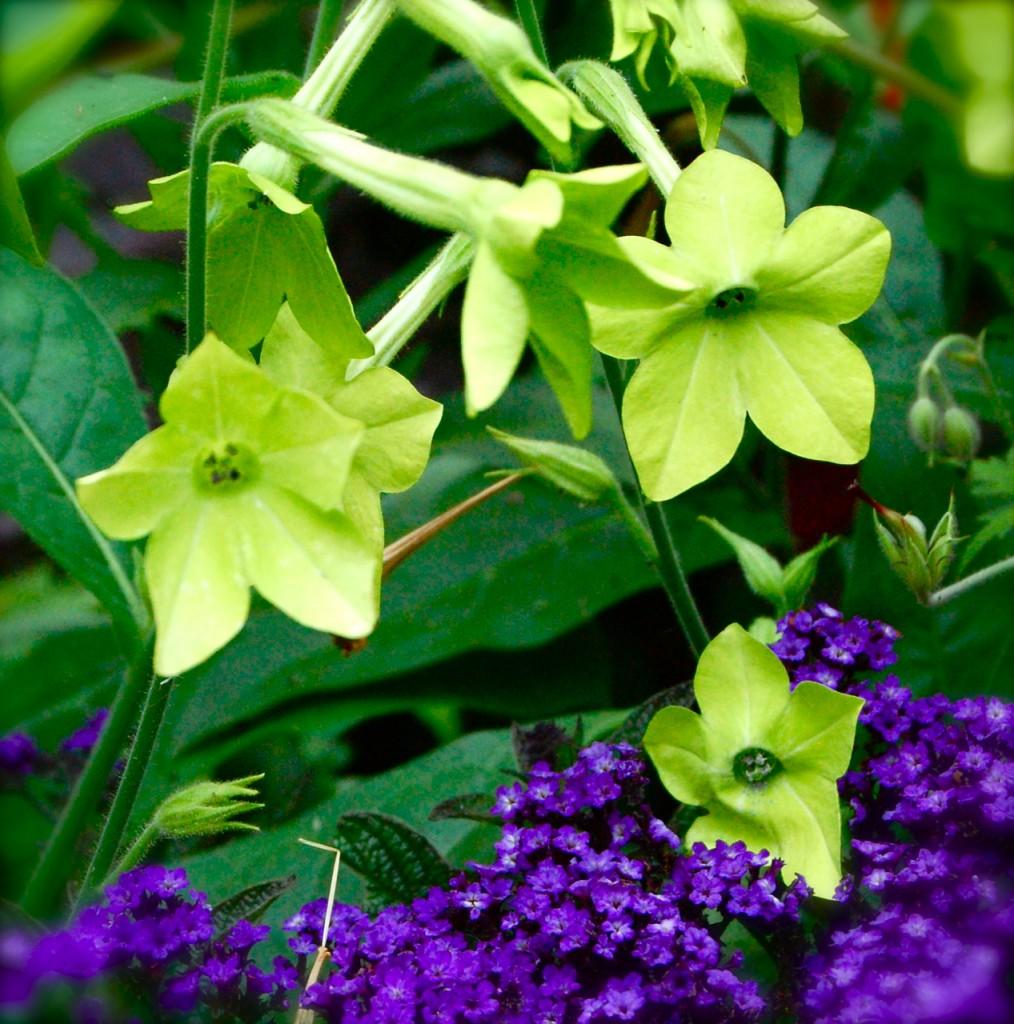 Nicotiana Starmaker Deep Lime - View 7 from www redcrocus com