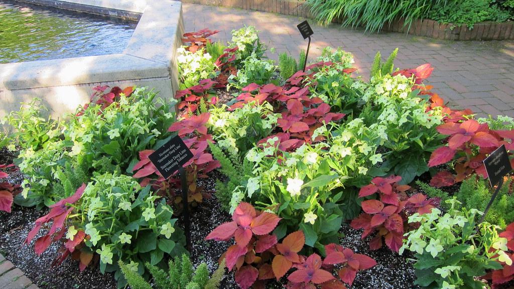 Nicotiana Starmaker Deep Lime - View 9 from www redcrocus com
