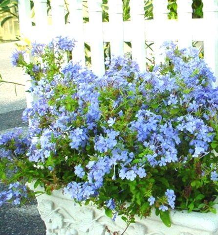 Plumbago Auriculata Imperial Blue - View 14 from www redcrocus com