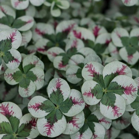 Trifolium 4 Luck Cocomint - View 10 from www redcrocus com