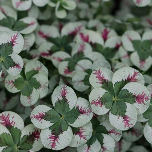 Trifolium 4 Luck Cocomint - View 10 from www redcrocus com