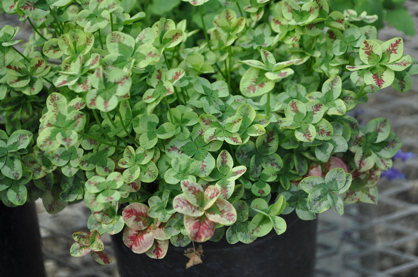 Trifolium 4 Luck Cocomint - View 11 from www redcrocus com