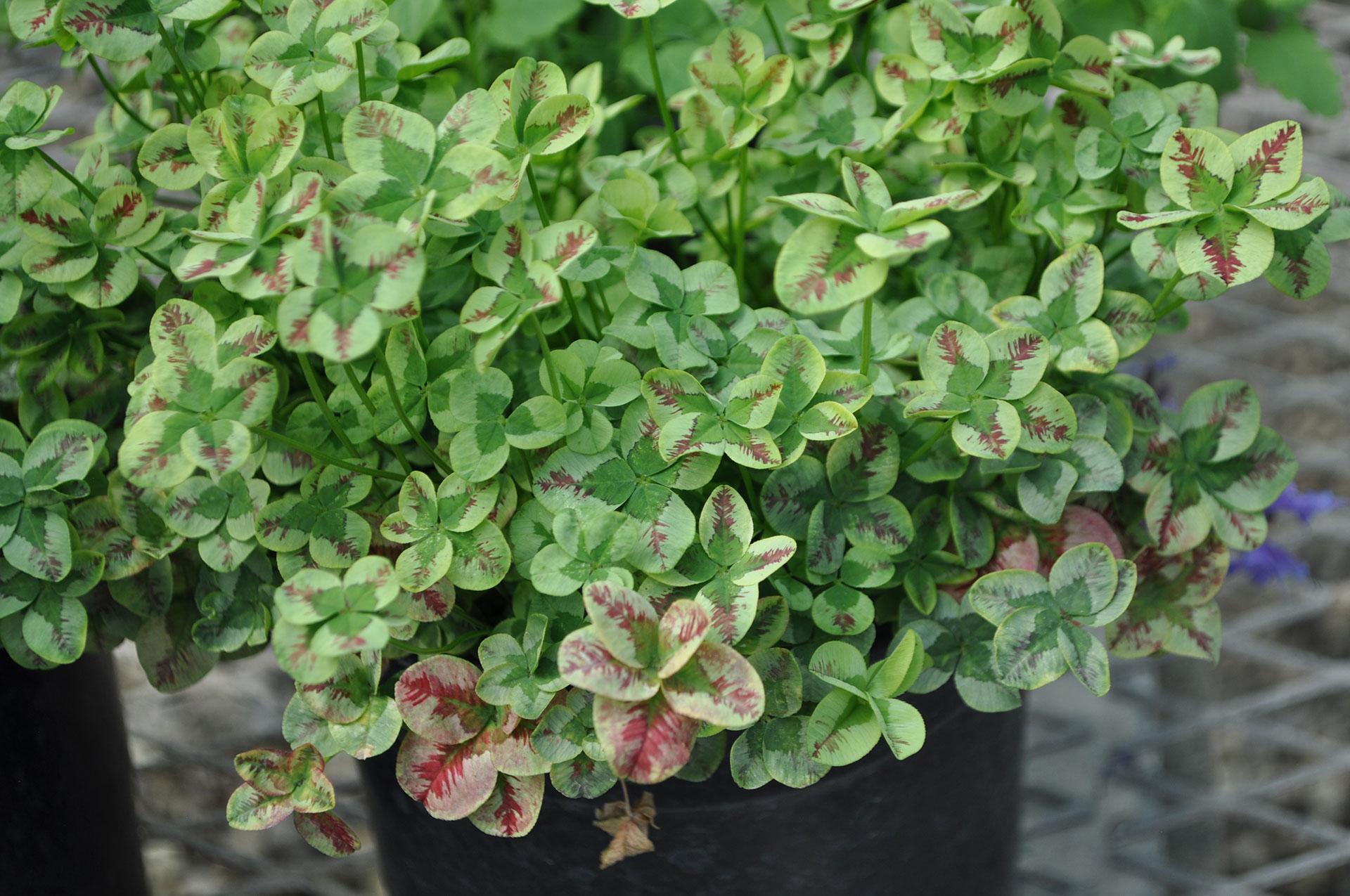 Trifolium 4 Luck Cocomint - View 11 from www redcrocus com