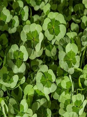 Trifolium 4 Luck Cocomint - View 12 from www redcrocus com